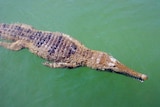 A freshwater crocodile swims down a stream