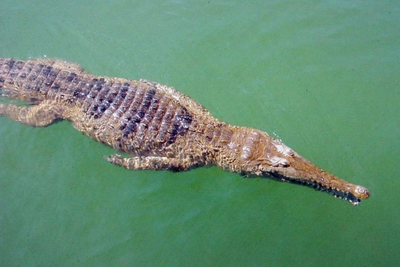A freshwater crocodile swims down a stream