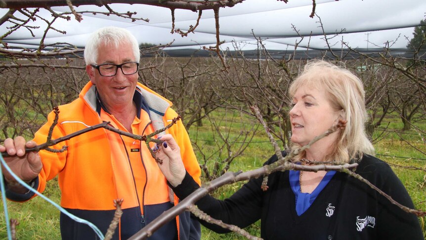 Warren Viney and Michelle Distill inspecting the cherry orchard at Spreyton Fresh