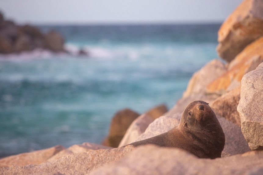 A fur seal on rocks near the ocean.
