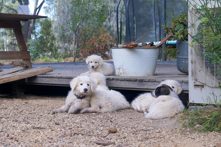 five white and fluffy maremma pups lay about