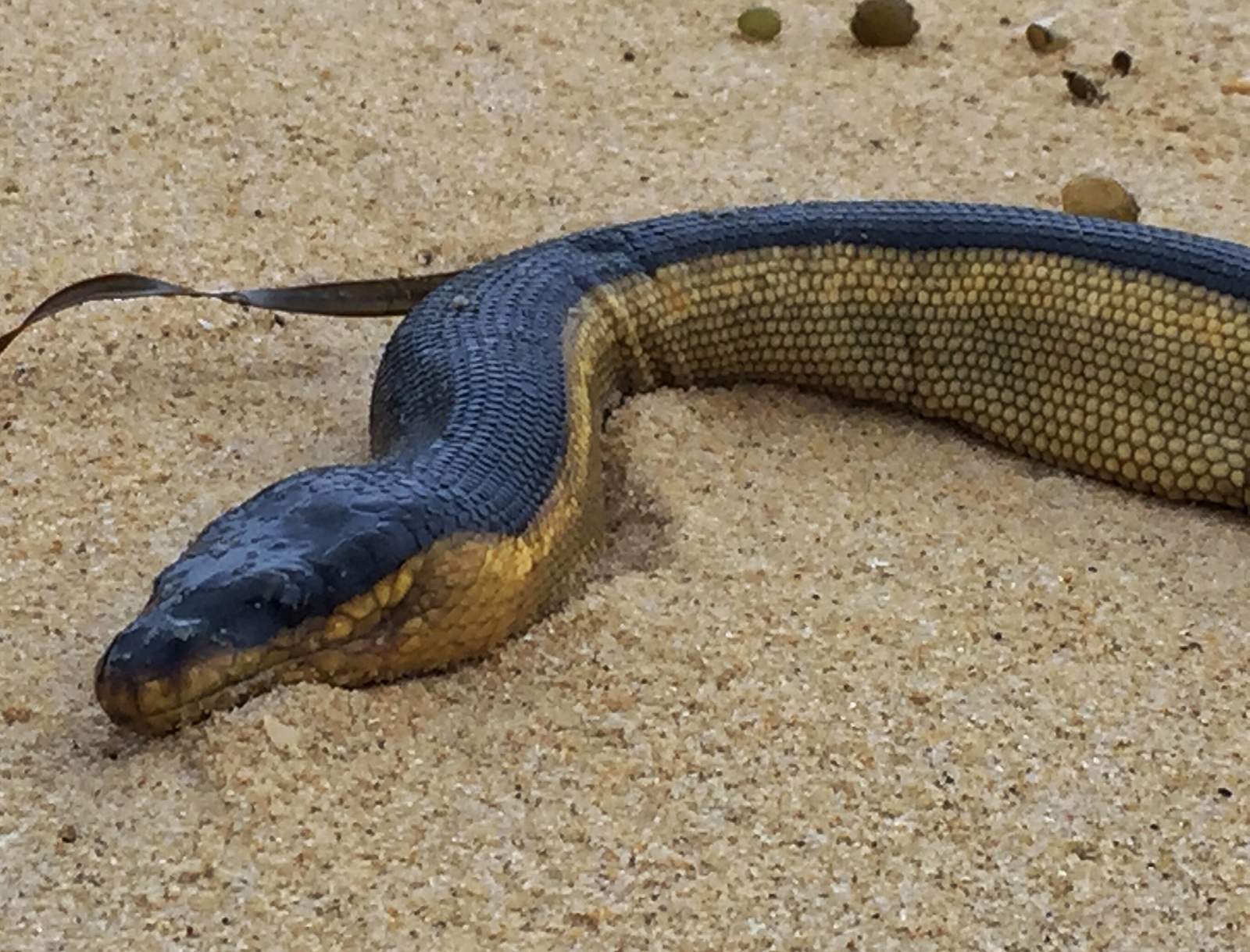 Venomous Yellow-bellied Sea Snakes Washed Ashore During Wild Weather On ...