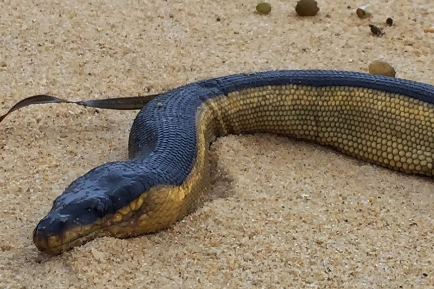 The head of a yellow-bellied sea snake.