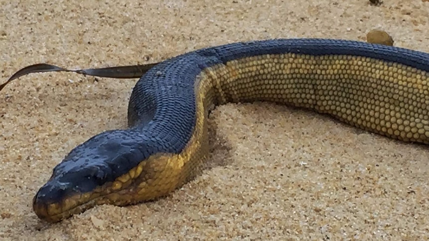 The head of a yellow-bellied sea snake.