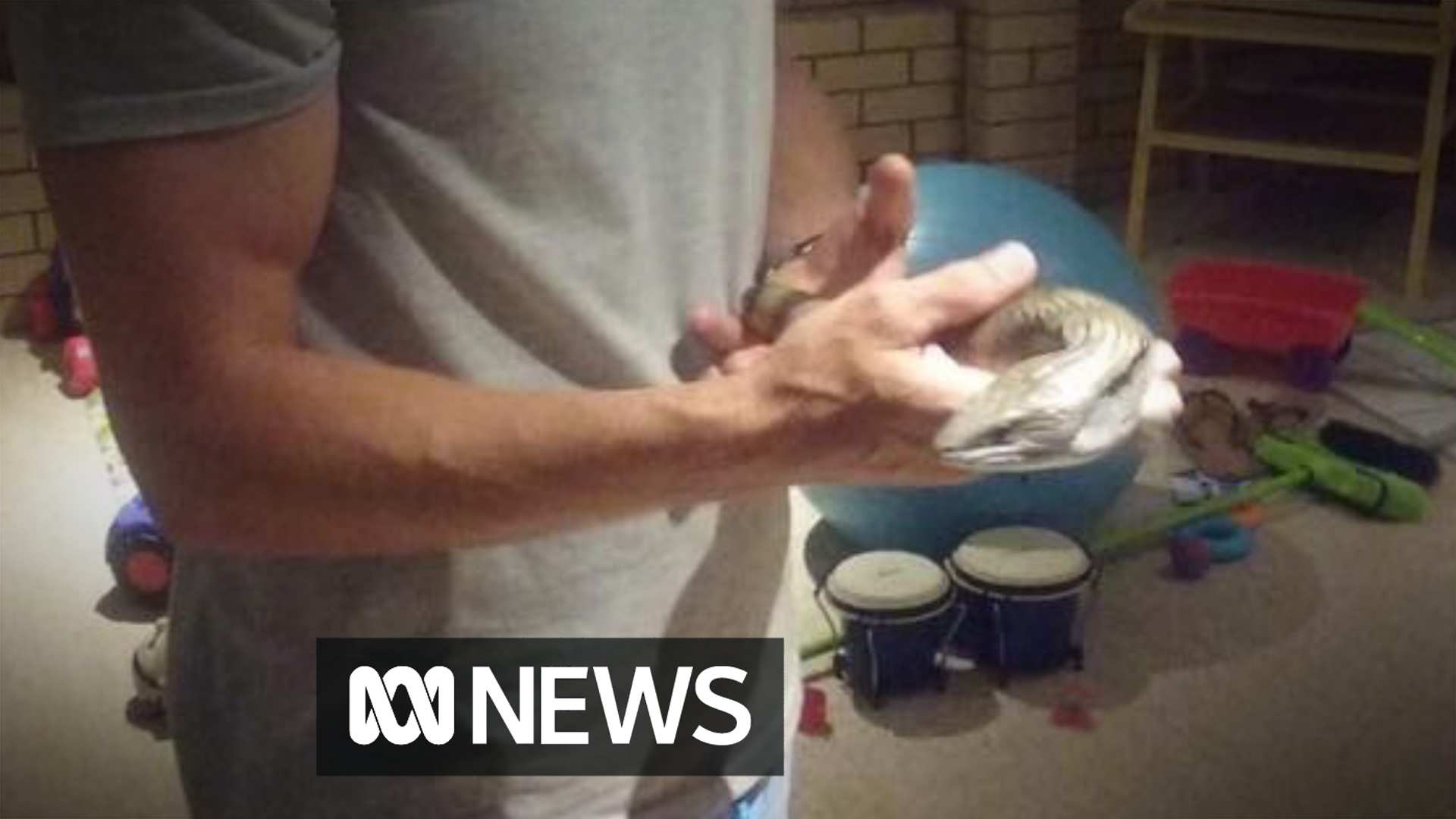 Family gives CPR to blue-tongue lizard, saves it from drowning - ABC News