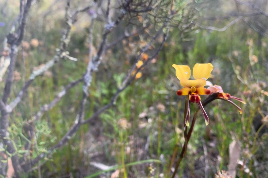 A yellow donkey orchid