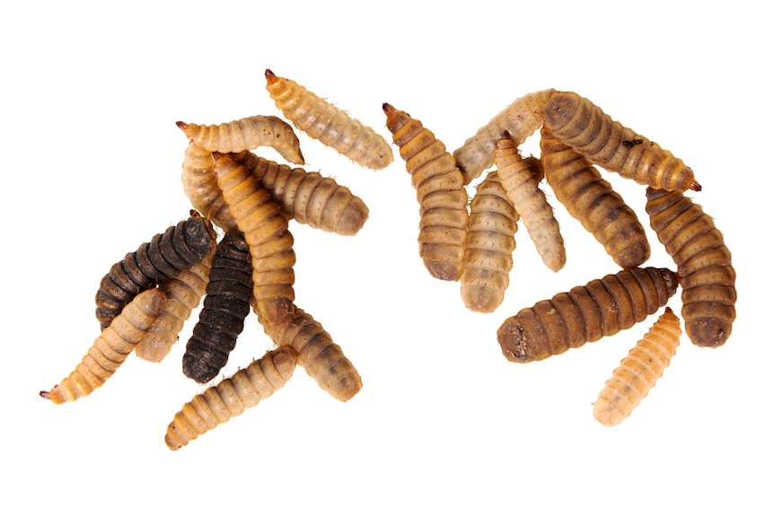 maggots on a clear background close up 
