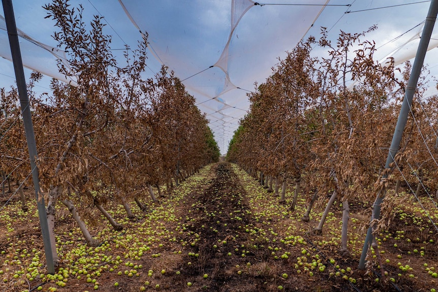 Looking down the middle of a row of apples, the trees are burnt and brown, green apples litter the ground.