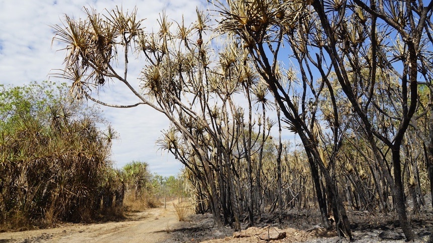 A photo of some scorched pandanus in Darwin's rural area.