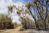A photo of some scorched pandanus in Darwin's rural area.