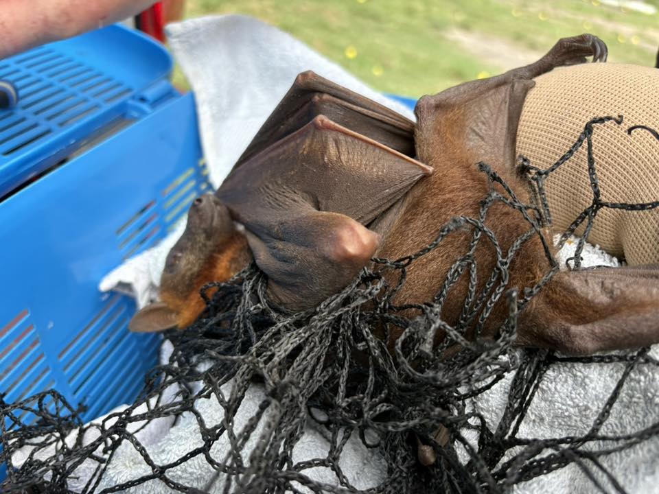 Uma raposa voadora doente presa em uma rede 