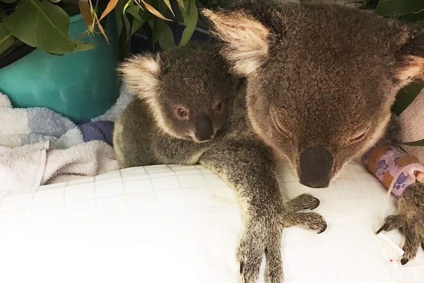 Injured koala and her joey recovering among some gum leaves on a cushion.