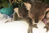 Injured koala and her joey recovering among some gum leaves on a cushion.