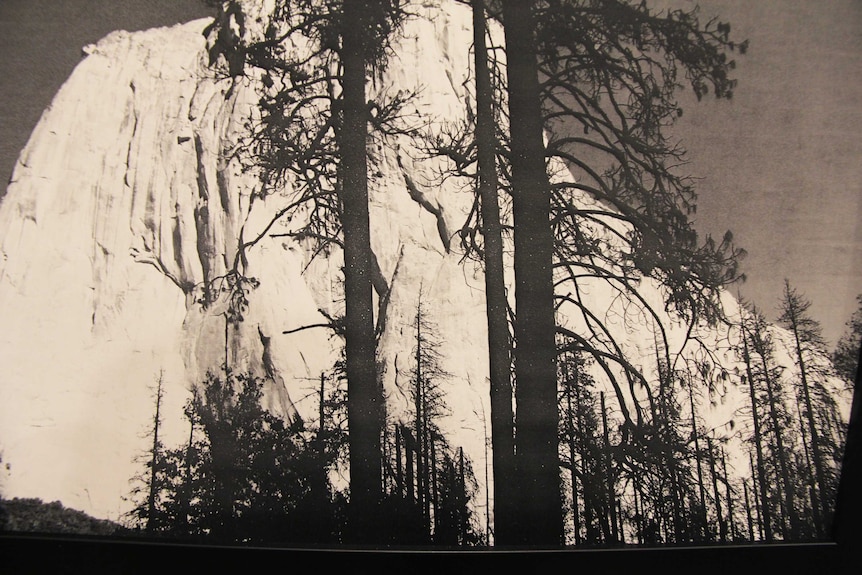 A photograph of trees and a mountain