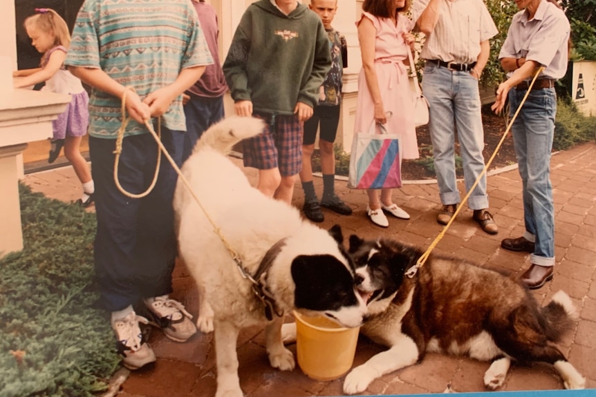 two husky dogs on leads drinking from a yellow bucket, children holding them on the lead and people watching on