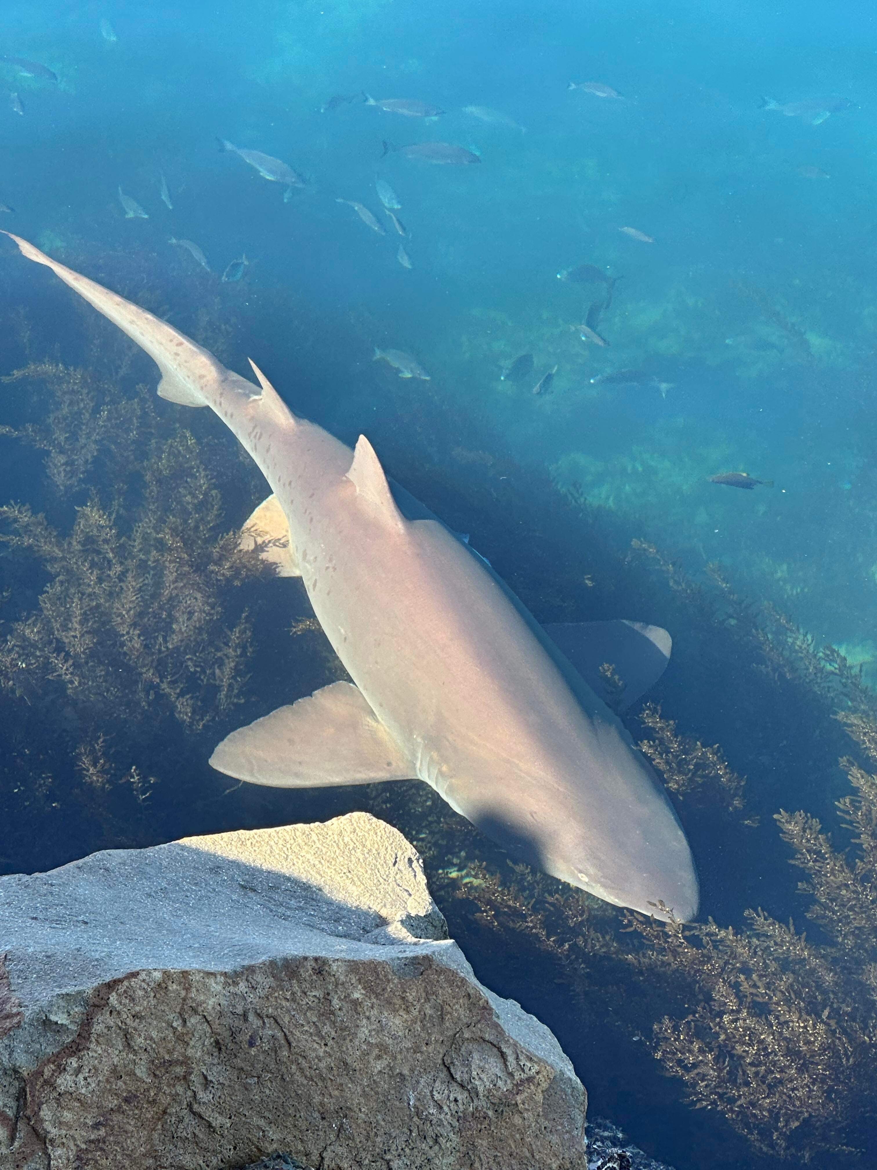 Critically endangered grey nurse sharks gather at North Haven