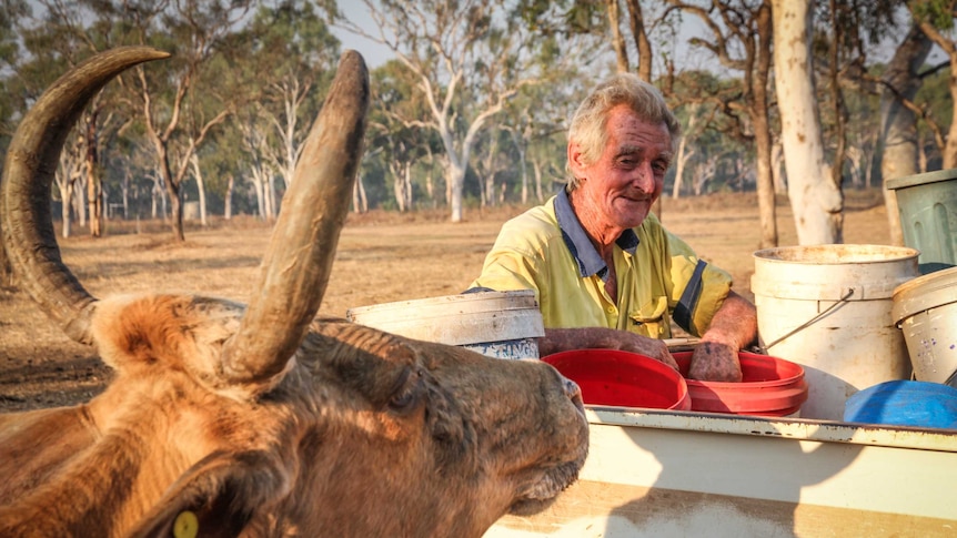 Sentinel cattle owned by Kalumburu mission are cared for by Michael Keane