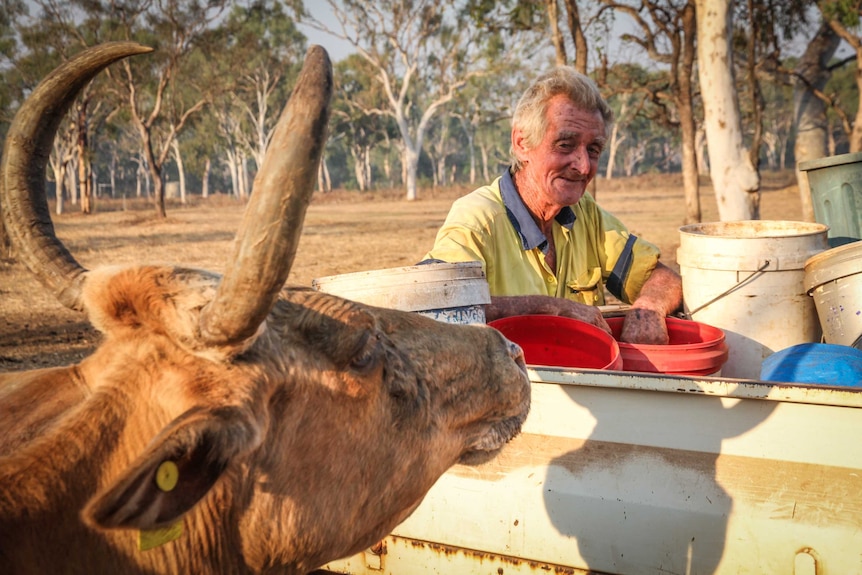 Sentinel cattle owned by Kalumburu mission are cared for by Michael Keane