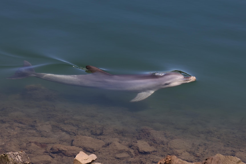 A dolphin peaking above the water 