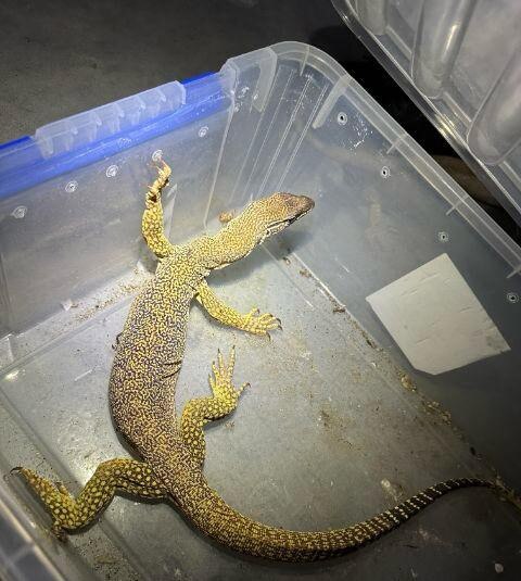 A lizard in a box