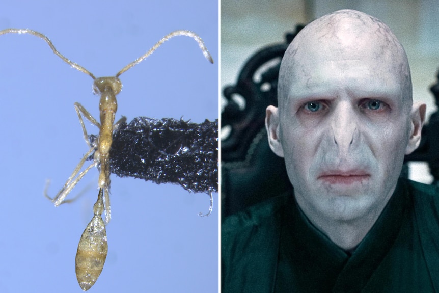 A close up image of an ant next to an image of Voldemort from the Harry Potter series