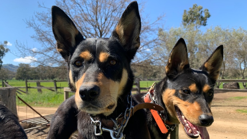Two black and tan kelpies on the back of a quad