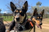 Two black and tan kelpies on the back of a quad