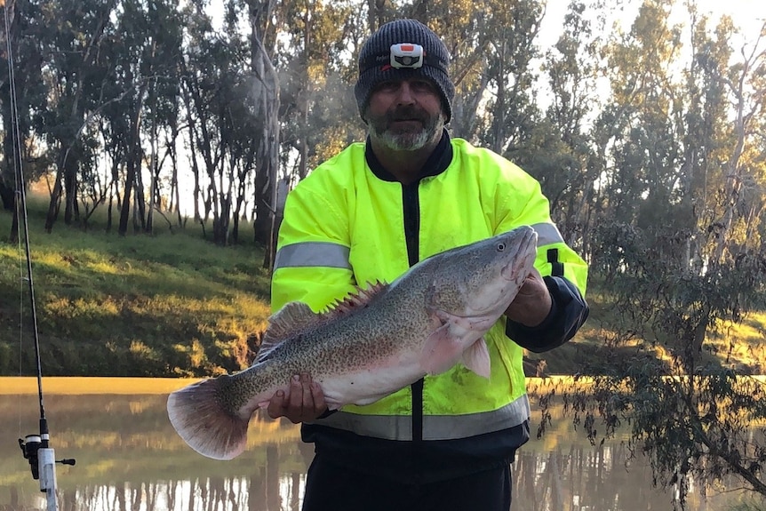 Native fish in abundance in Queensland after floods enhance habitat, weight loss program, well being