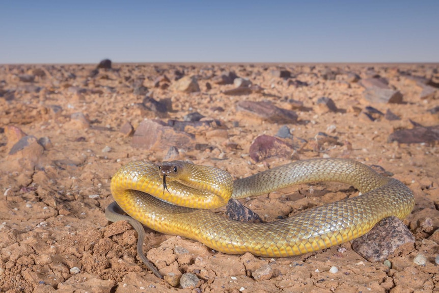 A yellow-brown snake sits curled in a rocky landscape with its tongue extended out.