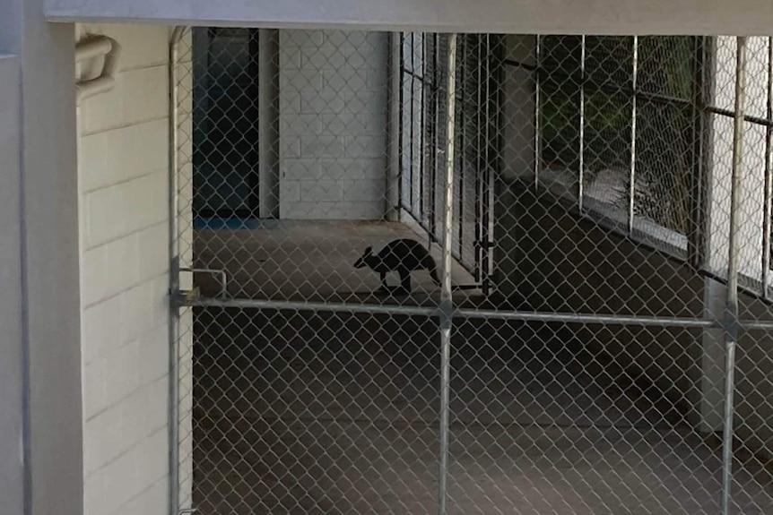 A wallaby stands behind a fence, inside an underground car park.