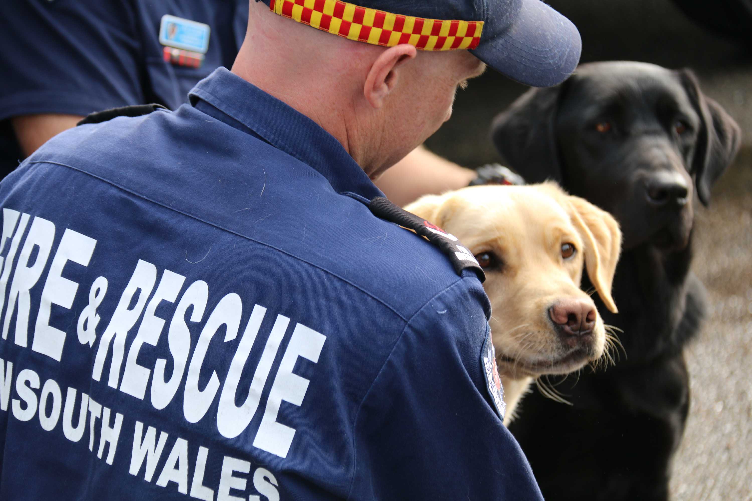 Fire and Rescue NSW recruit Labradors Earl and Viking to sniff out ...