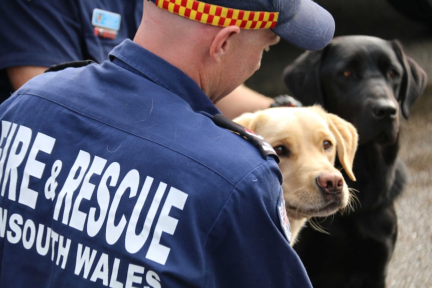 Two FRNSW accelerant dogs with a handler