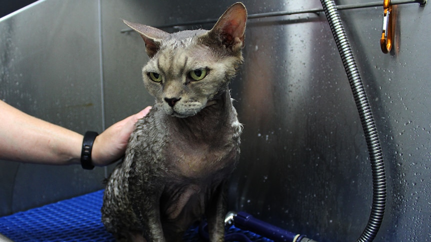 A brown and grey cat drenched with water in a stainless steel bath.