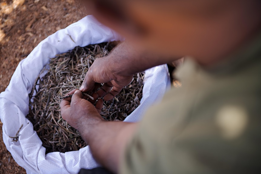 Hands in a bag of dried plants.