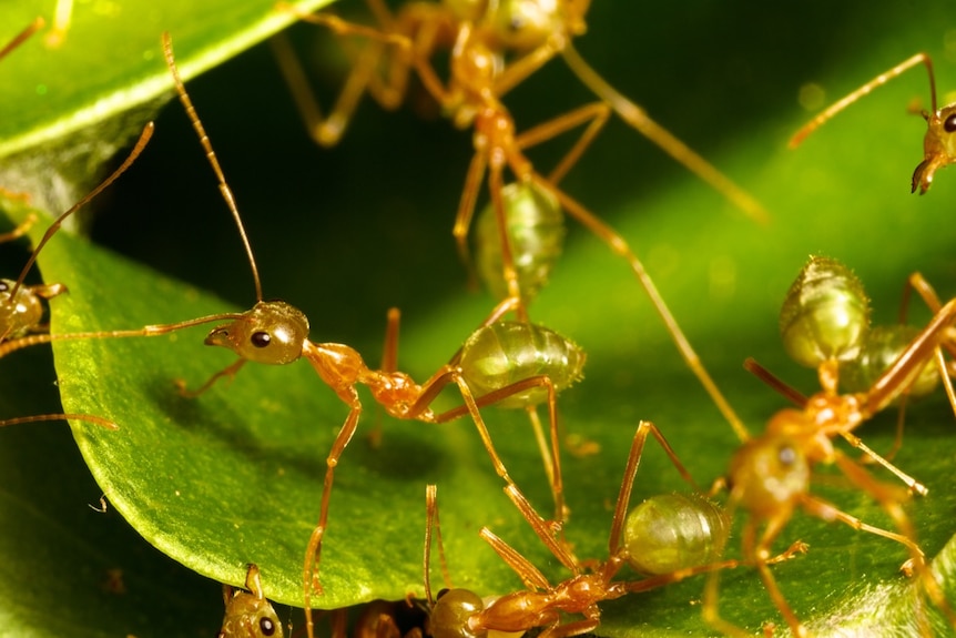 Weaver ants