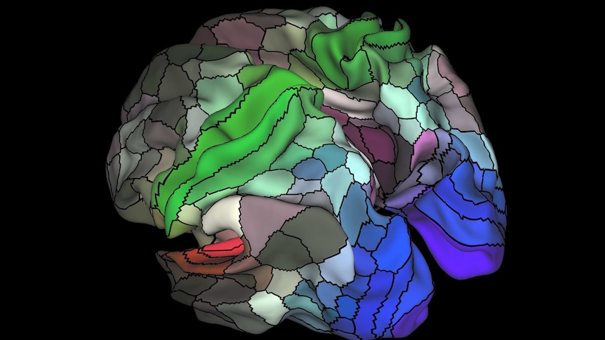 Left hemisphere of the cerebral cortex