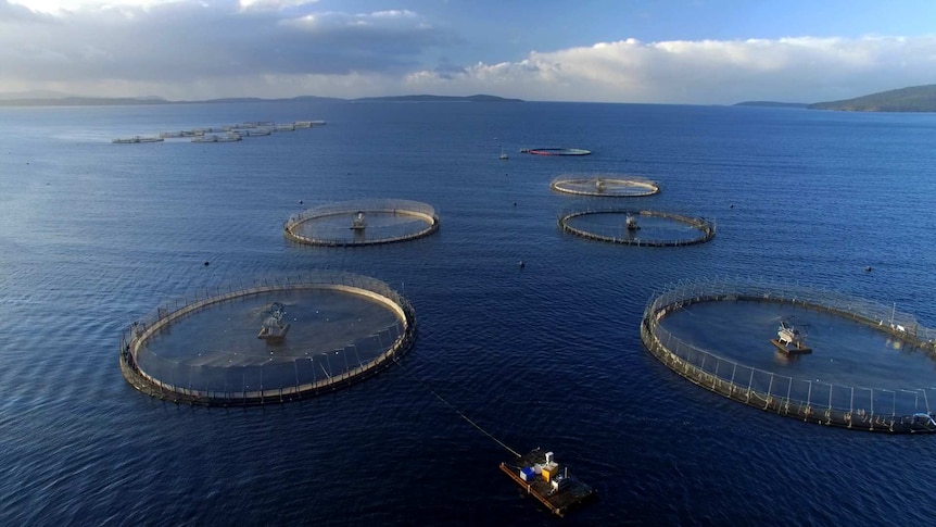 Salmon farming