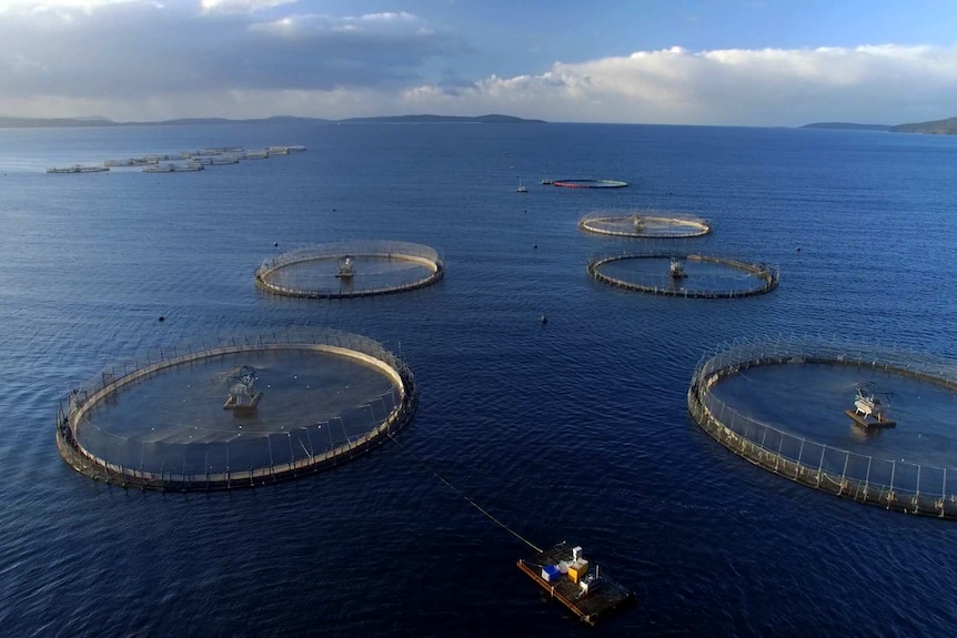 Salmon pens in Macquarie Harbour