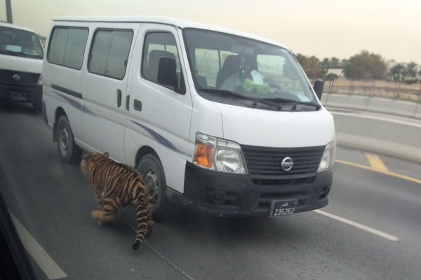 A tiger runs next to a van on an express way in Doha, Qatar.
