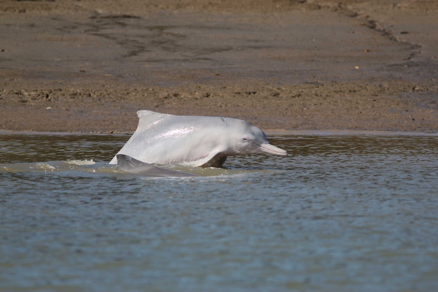 Two dolphins strand feeding on a mudbank