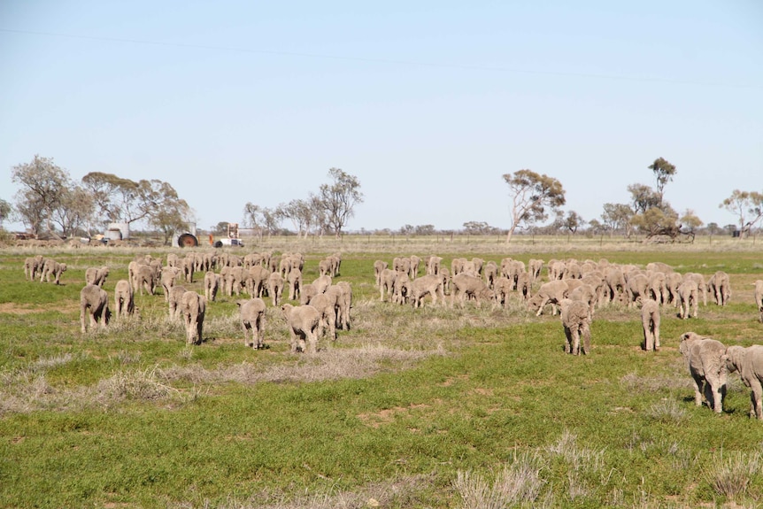650 wethers graze the paddock at Boree Downs station near Longreach.