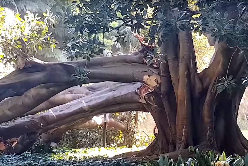 A tree with a massive branch cracked a lying on the ground.