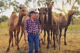 Young woman in jeans and check shirt surrounded by camels