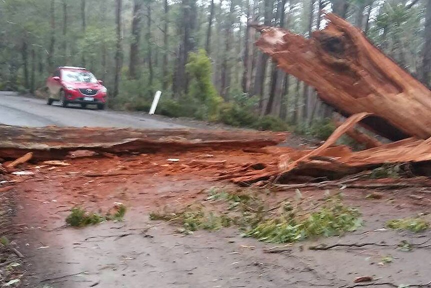 A tree crashed across the road to Ben Lomond.