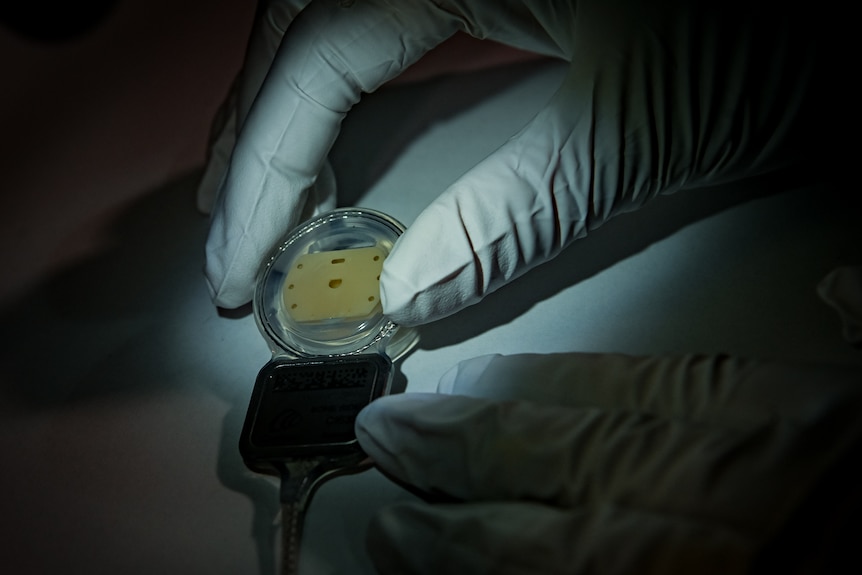 A white-gloved hand holding a Cochlear implant, a small, round, clear device with short black cord attached. 