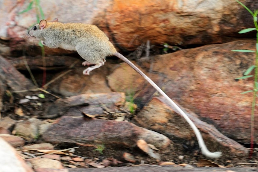 Leaping golden-backed tree-rat