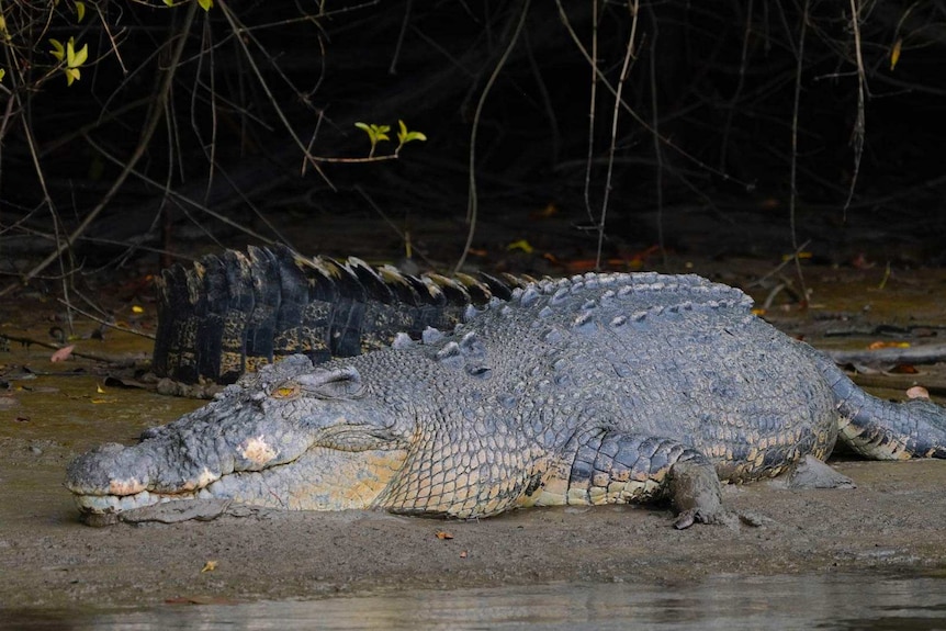 A crocodile rests on a riverbank. The crocodile has facial scars.
