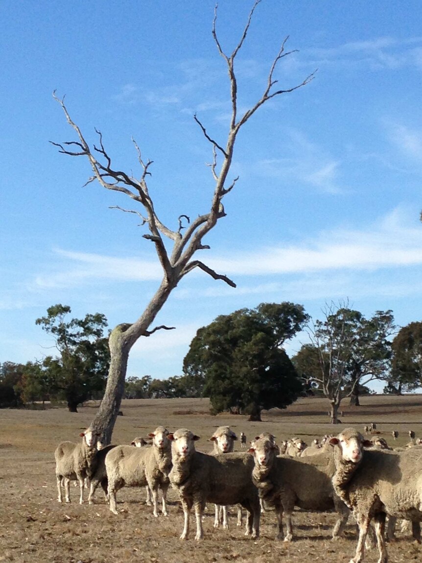 Sheep gather in a dry paddock, western Victoria.