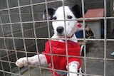The government is considering a recommendation to stop RSPCA funding