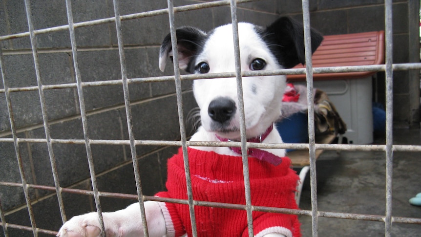 The government is considering a recommendation to stop RSPCA funding